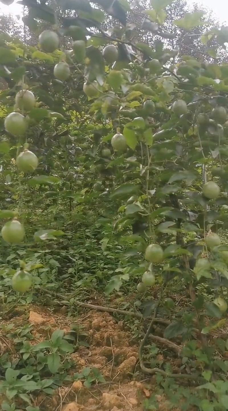 百香果钦蜜9号产地直发大量供应诚信经营大家过来欢迎选购