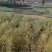 云南油菜籽