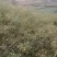 云南油菜籽