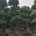 造型小叶榕