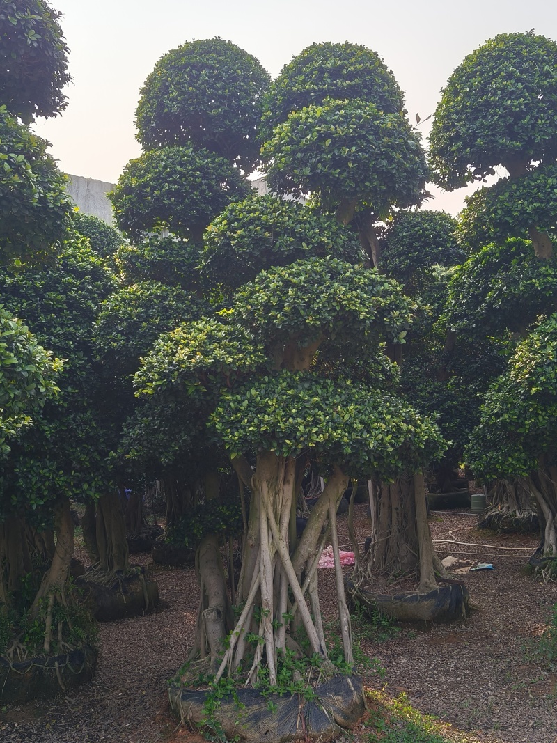 造型小叶榕