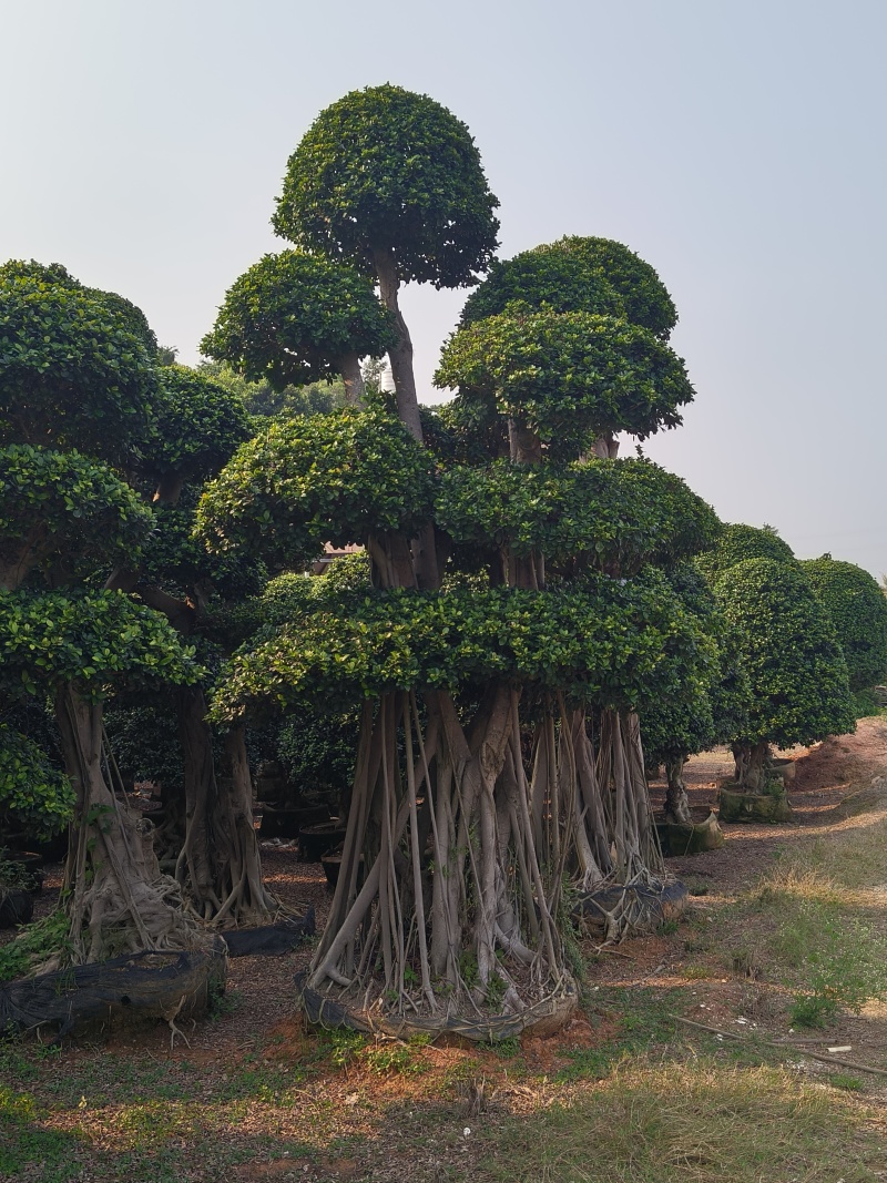 造型小叶榕