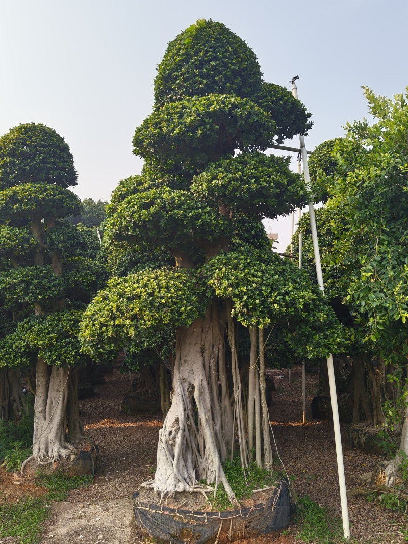 造型小叶榕