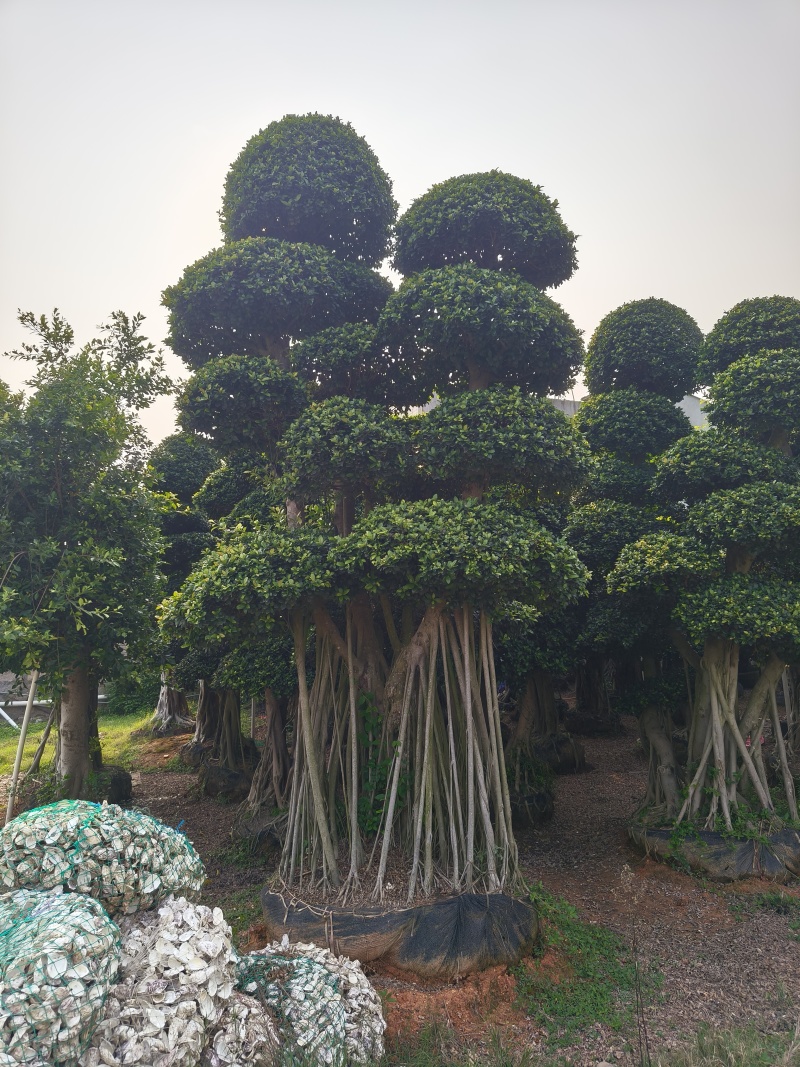 造型小叶榕