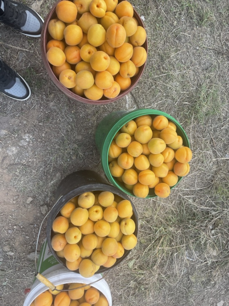 金太阳