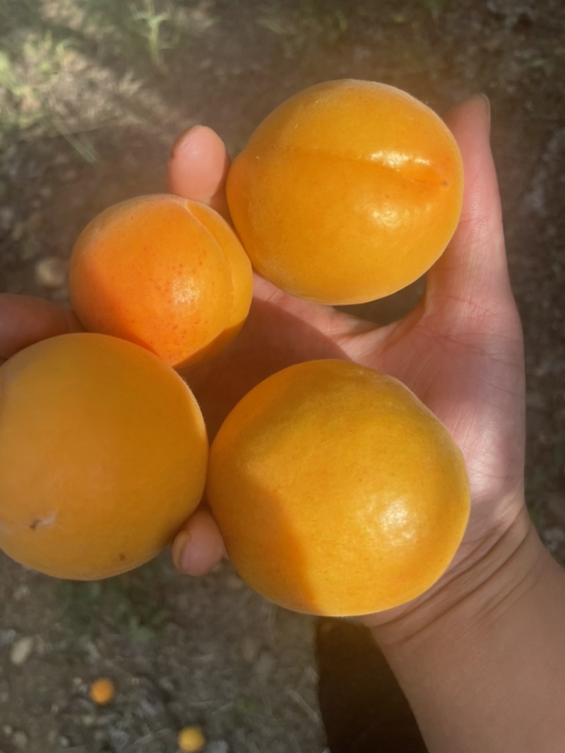 金太阳