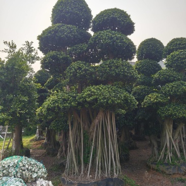 造型小叶榕