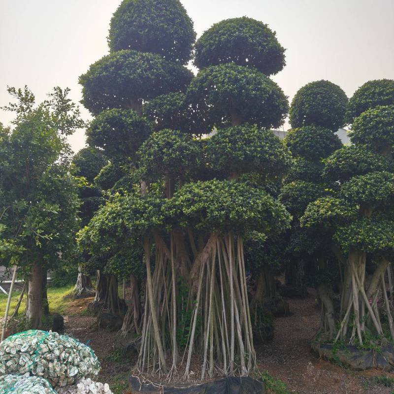 造型小叶榕