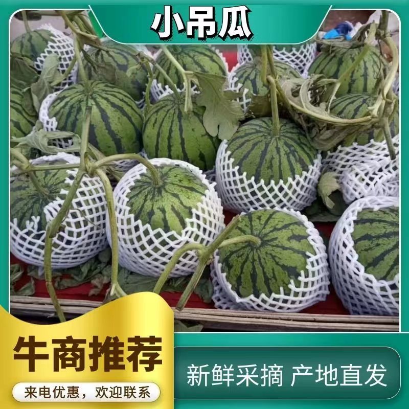 蒲城吊兰西瓜，全美2k西瓜，吊篮西瓜，手剥小西瓜