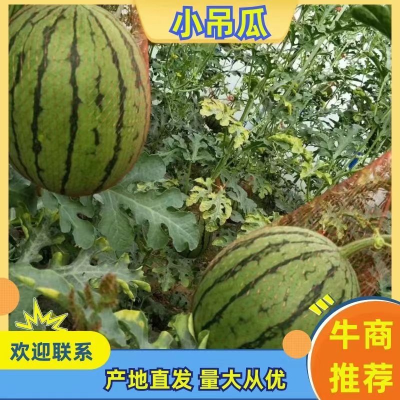 蒲城吊兰西瓜，全美2k西瓜，吊篮西瓜，手剥小西瓜