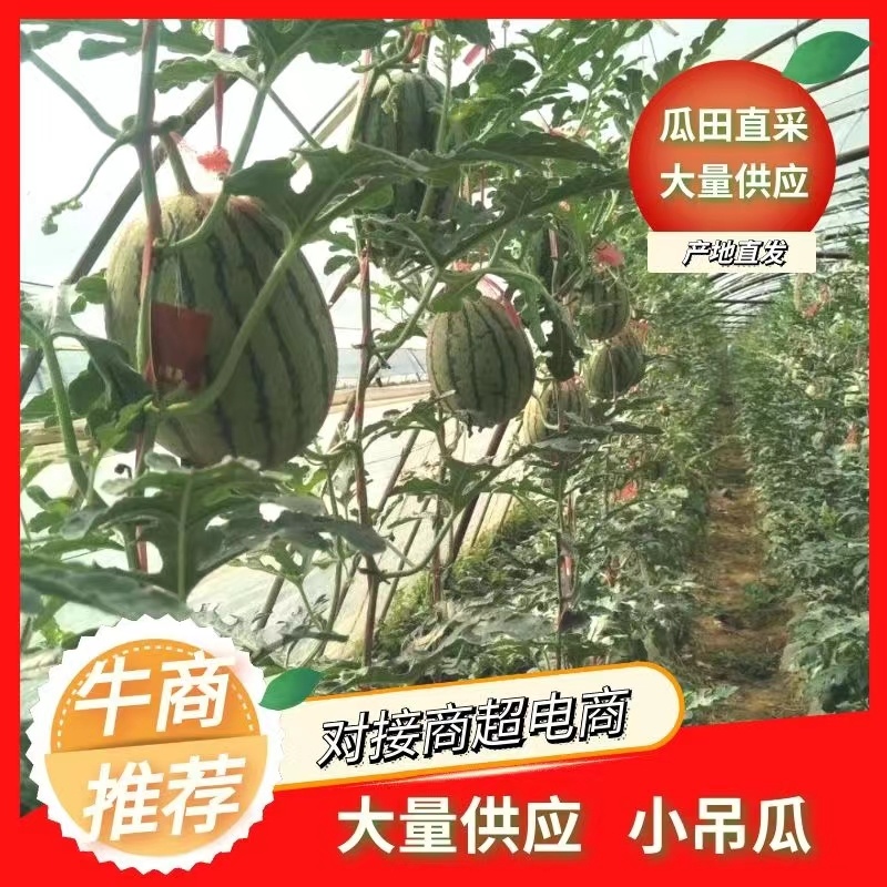 蒲城吊兰西瓜，全美2k西瓜，吊篮西瓜，手剥小西瓜
