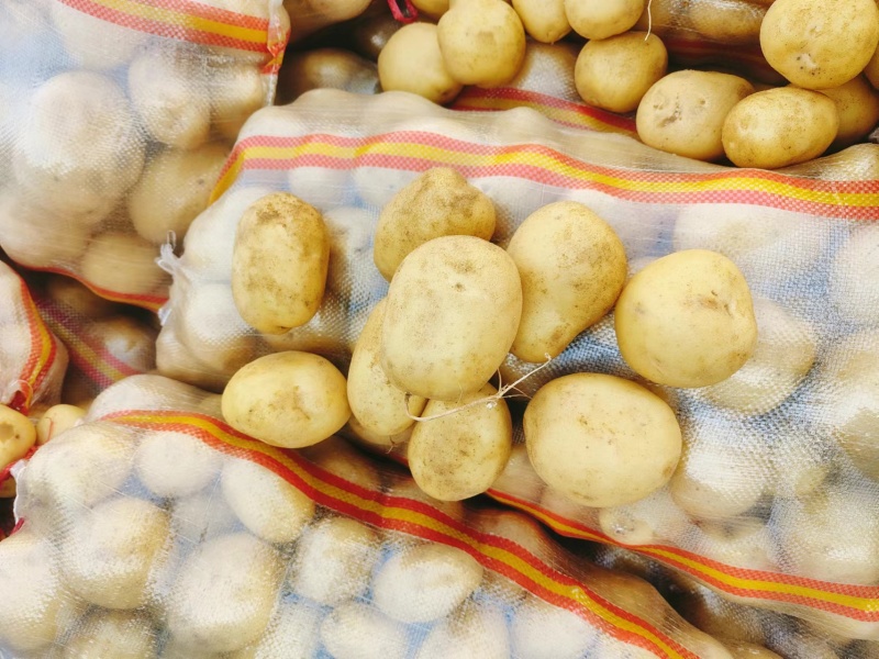 【推荐】山东肥城/平阴精品土豆荷兰十五土豆马铃薯