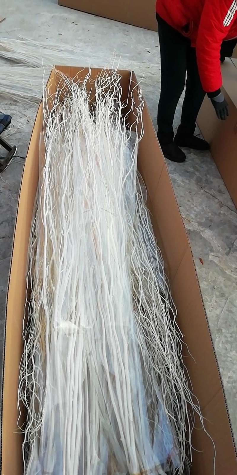 河北定州龙柳干枝干切花基地批发货源充足保质保量诚信经营
