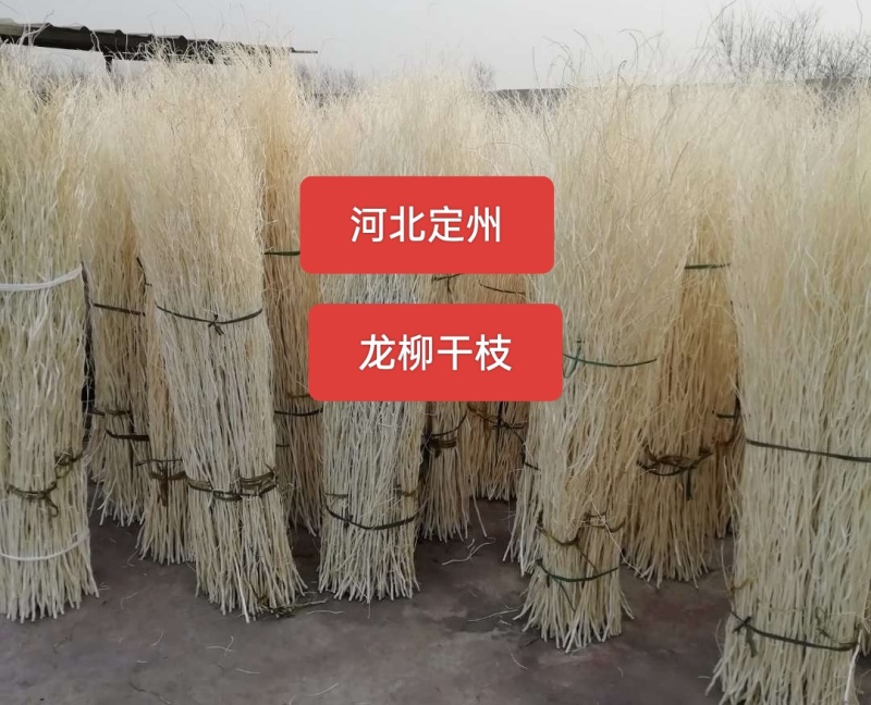 河北定州龙柳干枝干切花基地批发货源充足保质保量诚信经营
