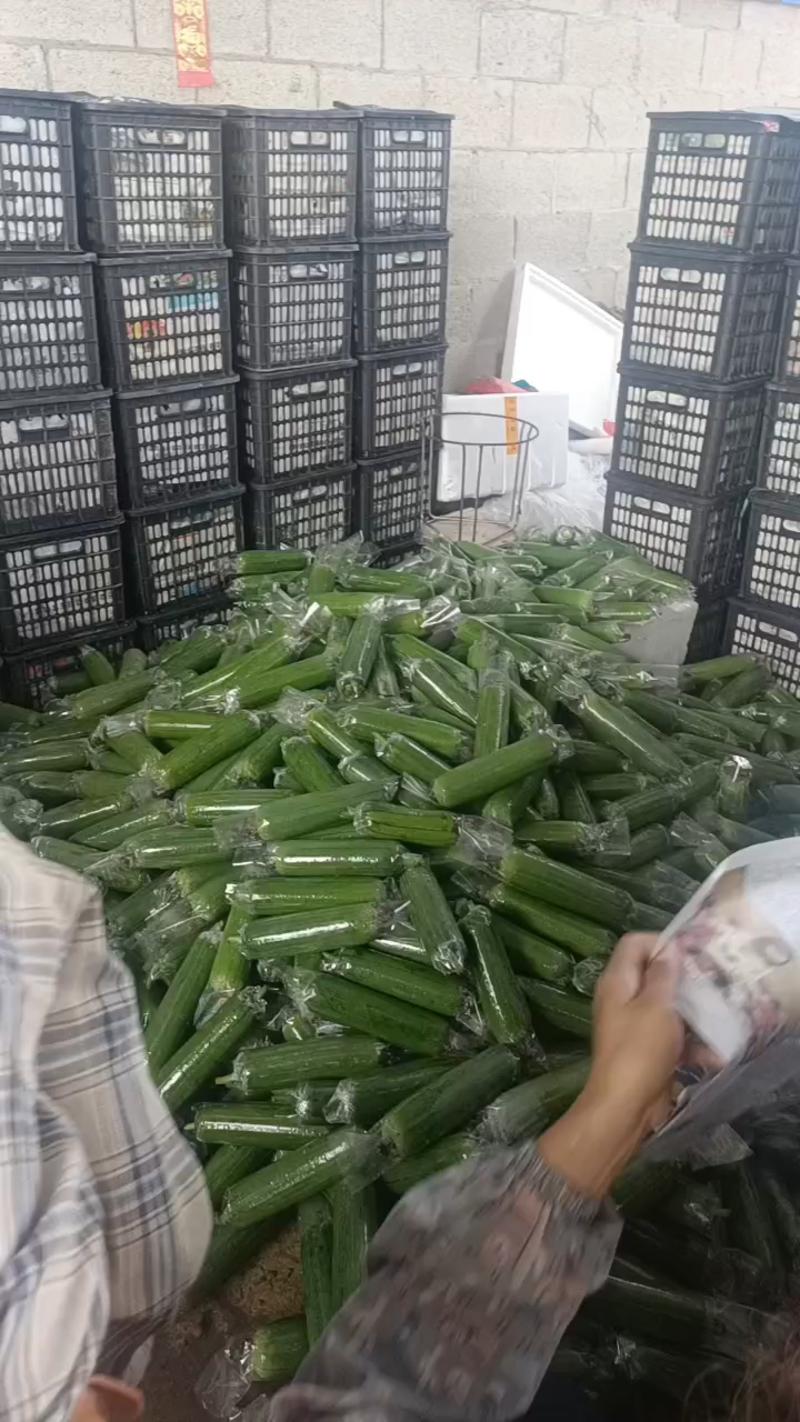 大量新苗水瓜上市