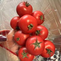 有机小番茄，自己种植可供电商、社区、水果店、各大商超！