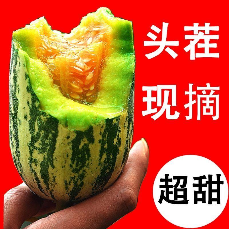 博洋甜瓜潍坊寿光产区一手货源对接全国市场商超餐饮水果店等