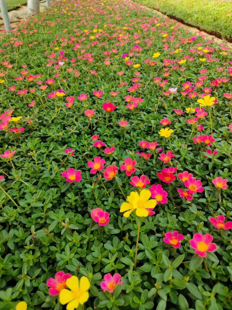 太阳花