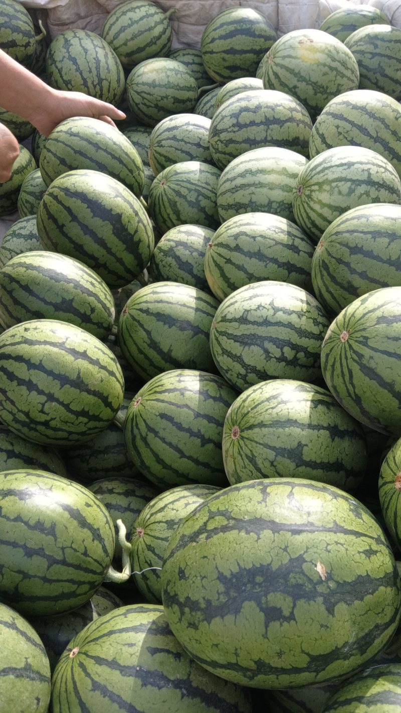 万亩早春红玉小西瓜，大量上市中，保熟保质保量