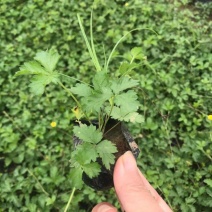 三叶委陵菜