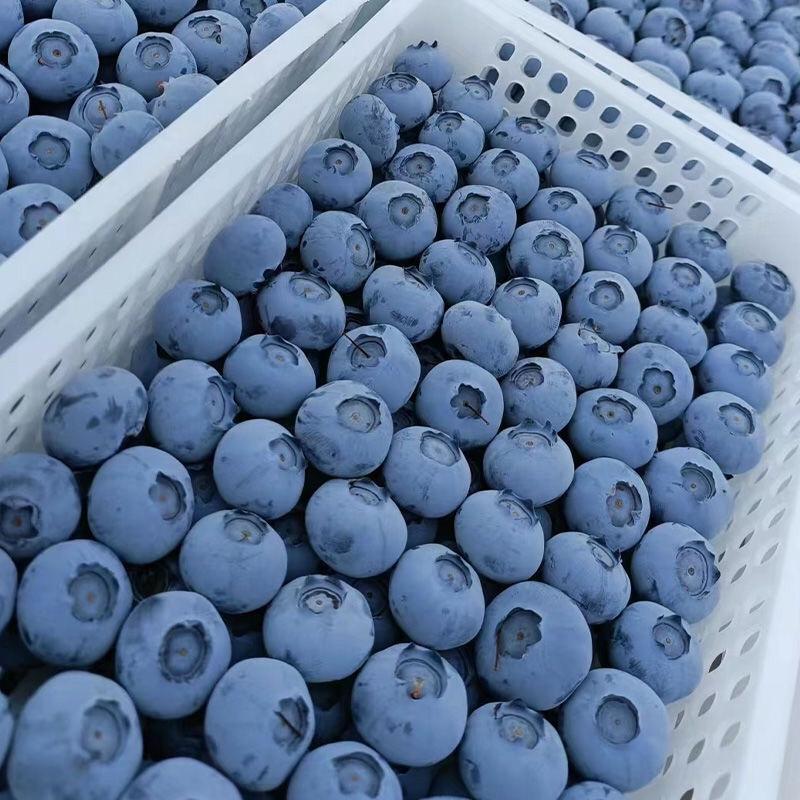 【蓝莓】品种齐全/果农直采/代发全国/保质保量山东蓝莓电联