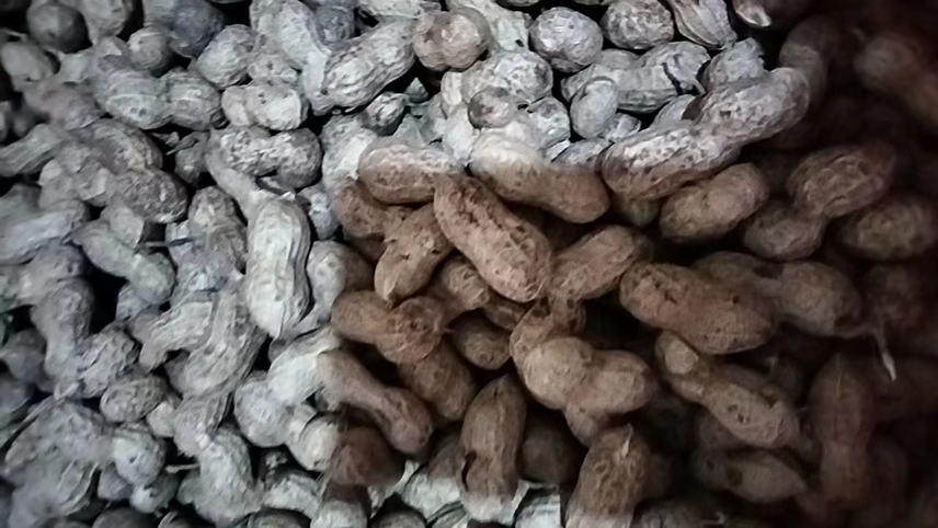 熟地黄(左侧)与生地黄(右侧)外观对比,熟地黄颜色更深,质地更柔软 熟地黄与生地黄对比图