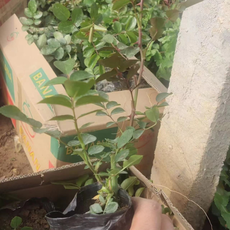 蔷薇花