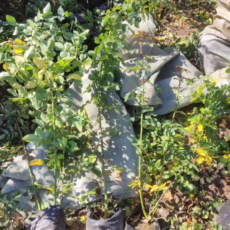 蔷薇花