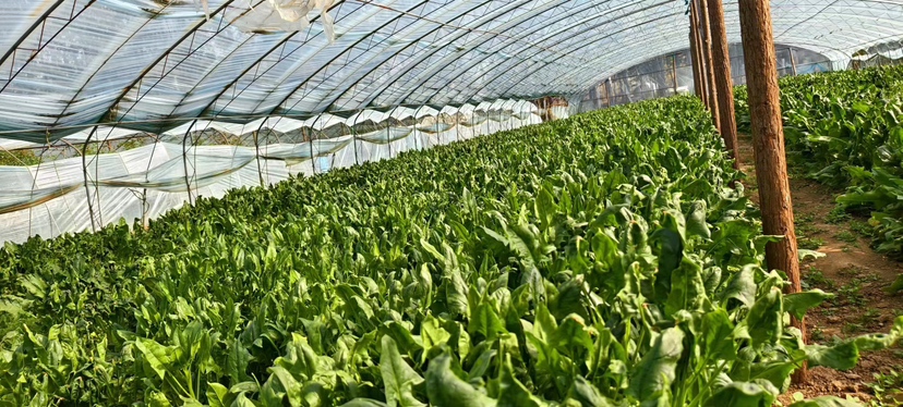 帝王绿与普通菠菜绿田间对比图