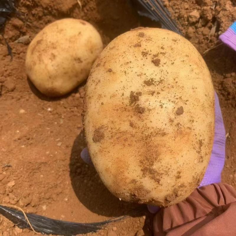 【推荐】湖北沃土黄心土豆，产地一手货源，规格齐全