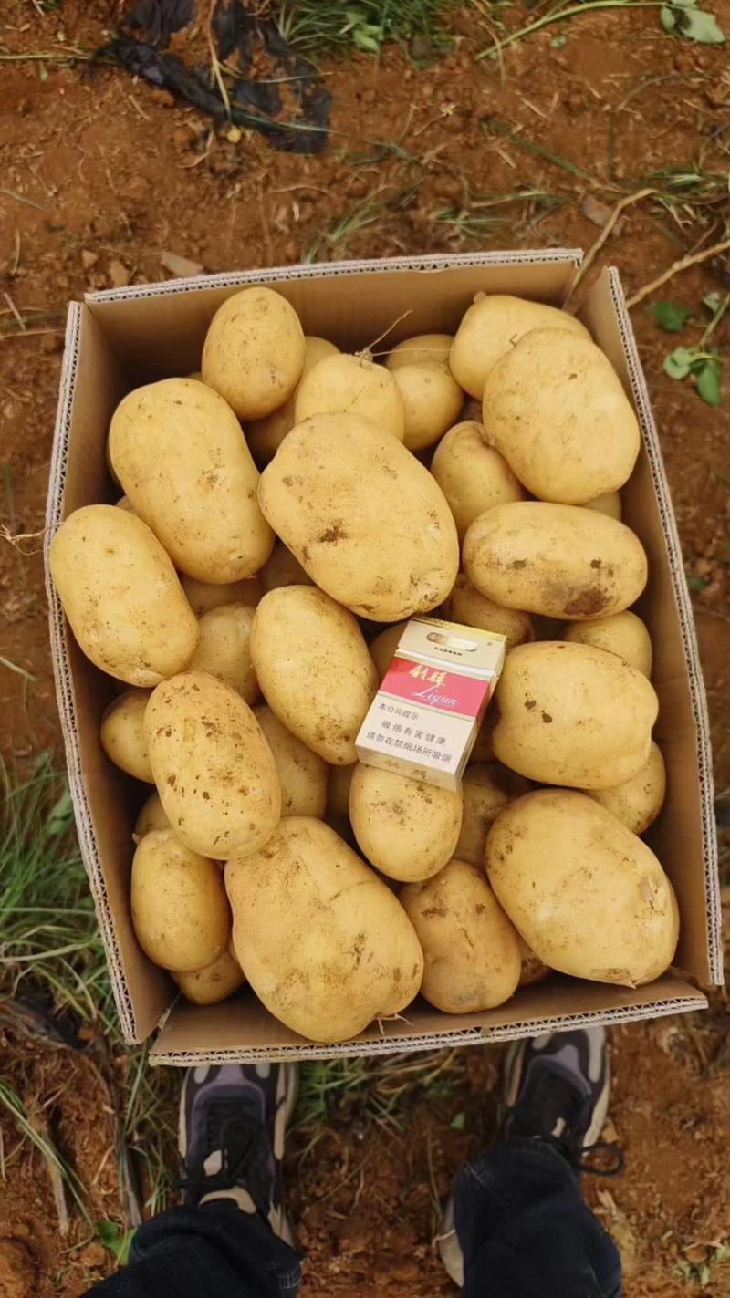 【推荐】湖北沃土黄心土豆，产地一手货源，规格齐全