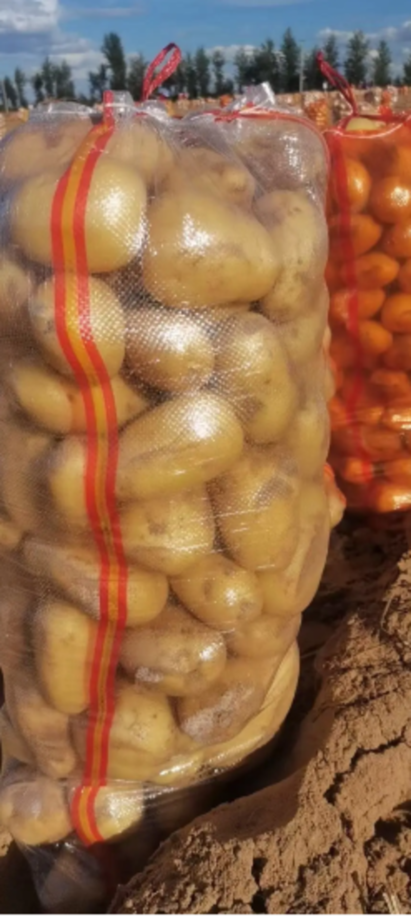 热卖中黄心土豆上市基地直供一手货源品质保证欢迎来电