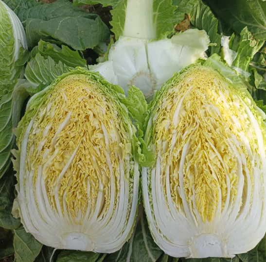 厨房操作台上摆放着三种黄心白菜的料理成品:一盘清炒黄心白菜、一碗黄心白菜炖豆腐汤、一份黄心白菜猪肉馅饺子,背景中有正在清洗的黄心白菜和砧板上的切片原料,展现其多样化的烹饪用途 黄心白菜在厨房中的多种料理场景