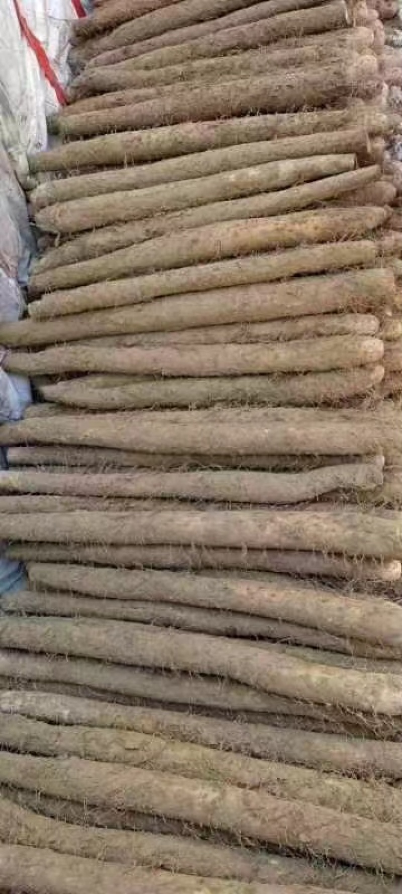 山东聊城莘县白玉山药，热销商超品质，源头直采，欢迎咨询。