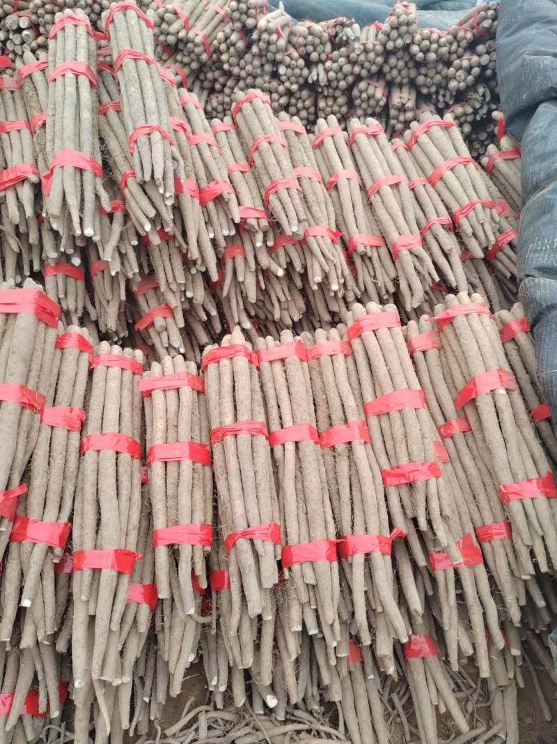 山东聊城莘县白玉山药，热销商超品质，源头直采，欢迎咨询。