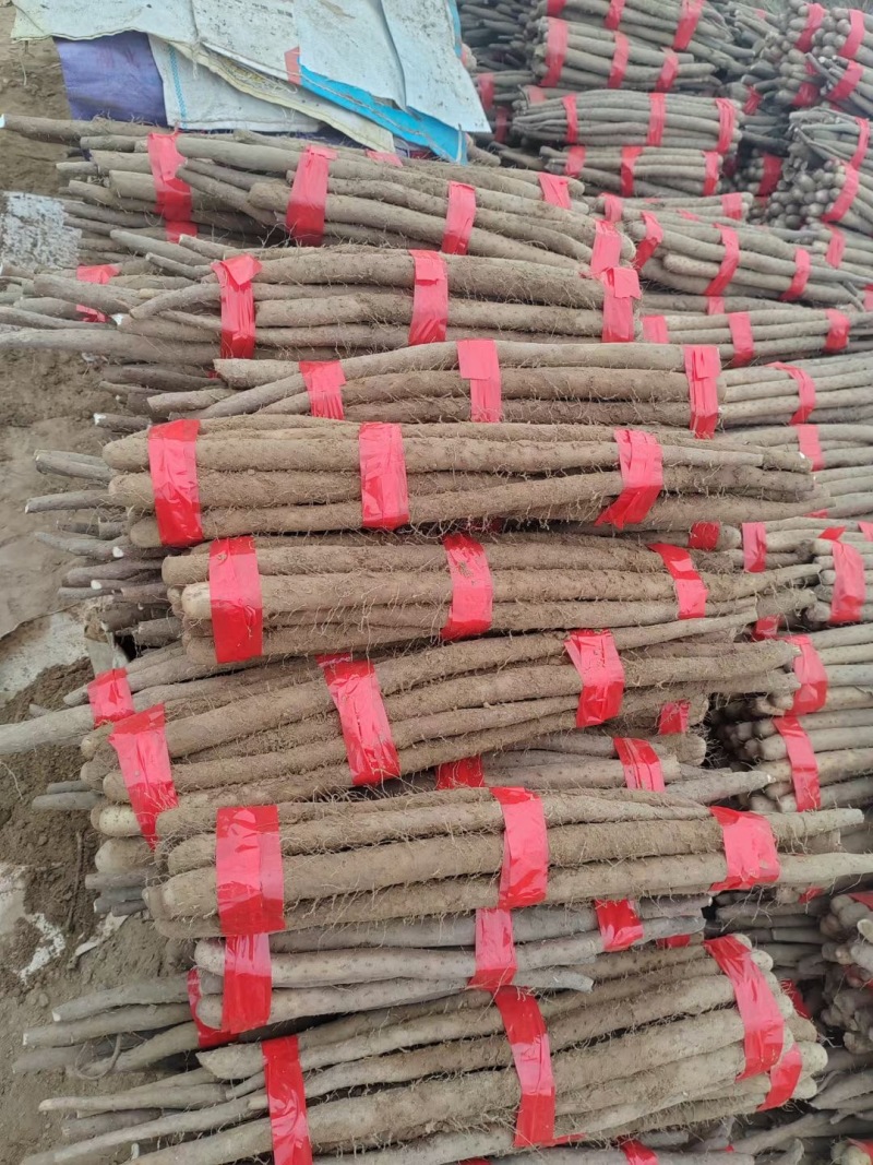 山东聊城莘县白玉山药，热销商超品质，源头直采，欢迎咨询。
