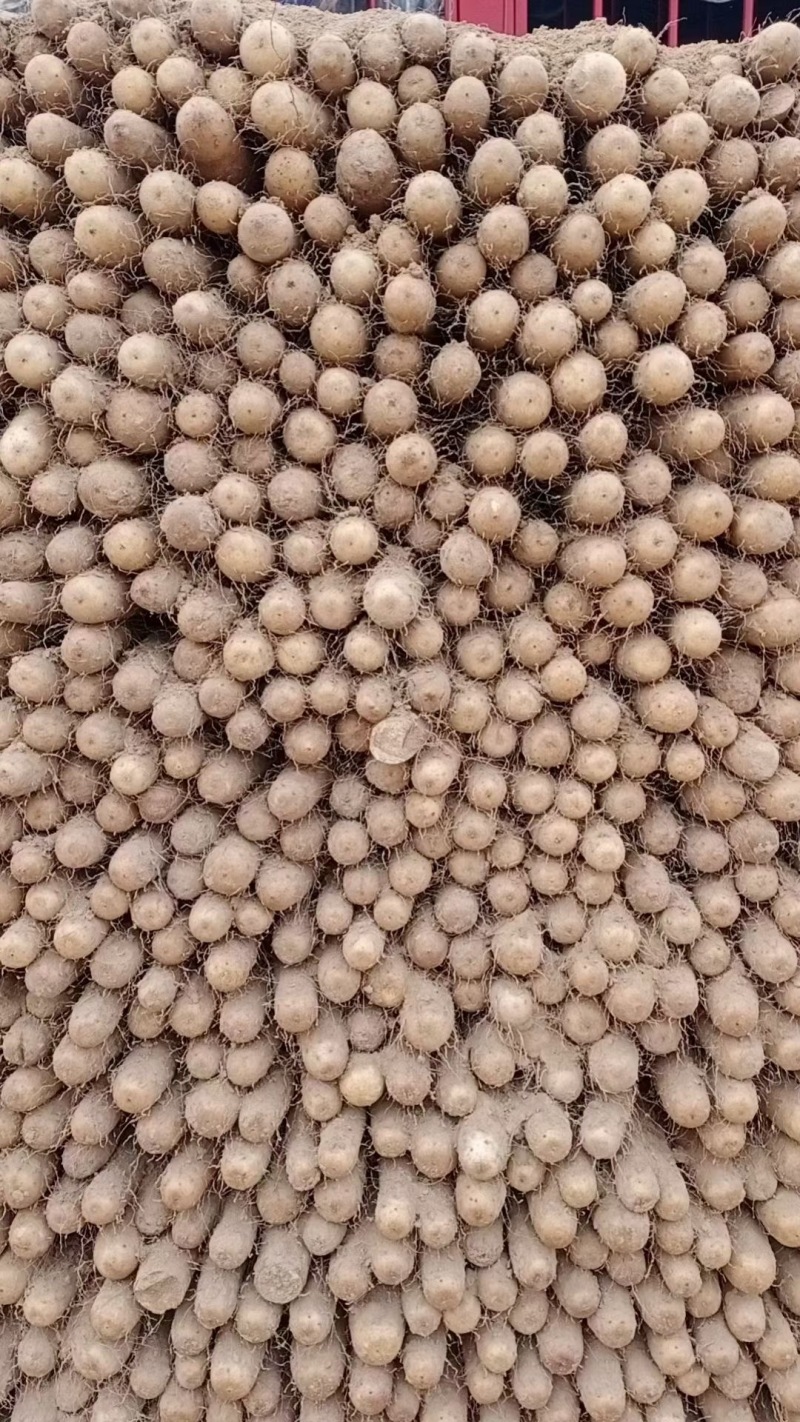 山东聊城莘县白玉山药，热销商超品质，源头直采，欢迎咨询。