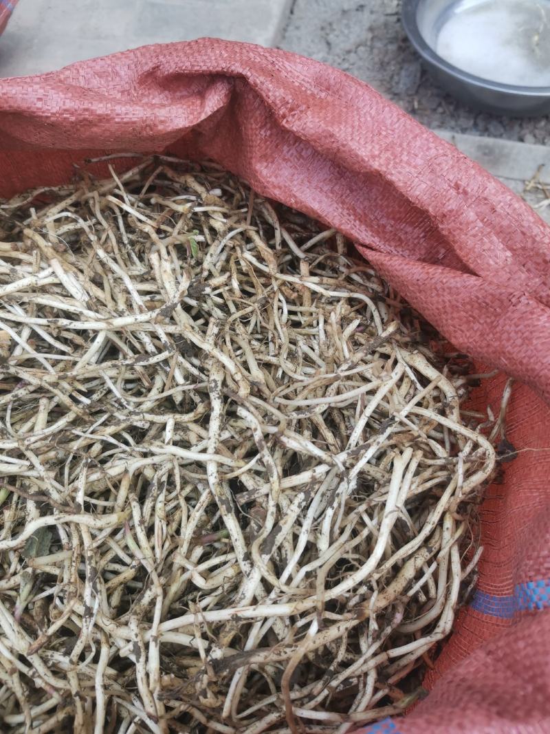 款冬花种根、种苗)，产地自产自销，优质高产品种