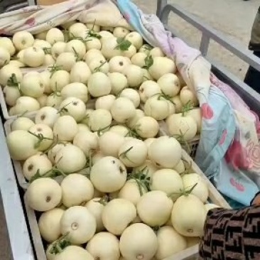 白沙蜜甜瓜，冰糖脆梨可以带皮吃的甜瓜，代发全国