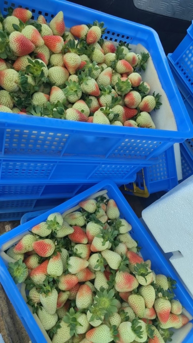 蒙特瑞草莓
