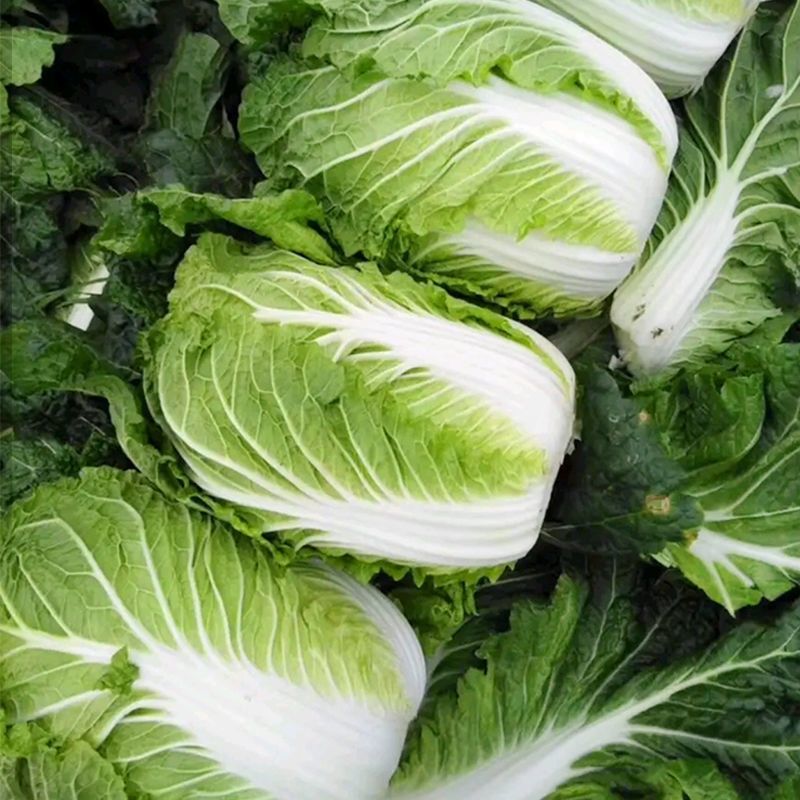 正品北京华耐春秋播两用大白菜种子耐抽苔黄心菜种孑娃娃菜白