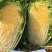 正品北京华耐春秋播两用大白菜种子耐抽苔黄心菜种孑娃娃菜白
