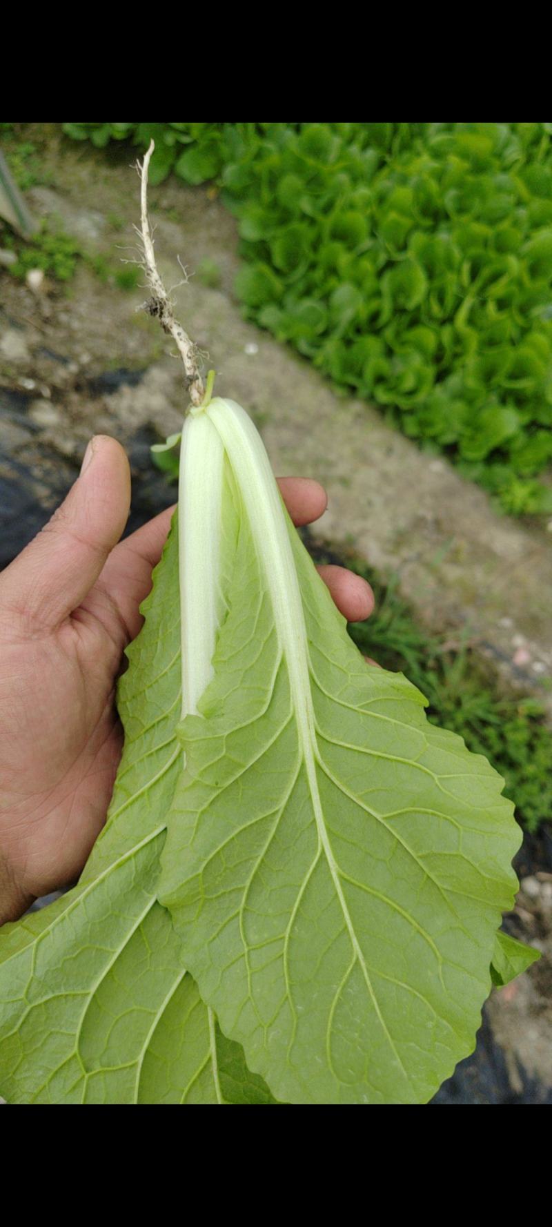 常年大量供应小白菜