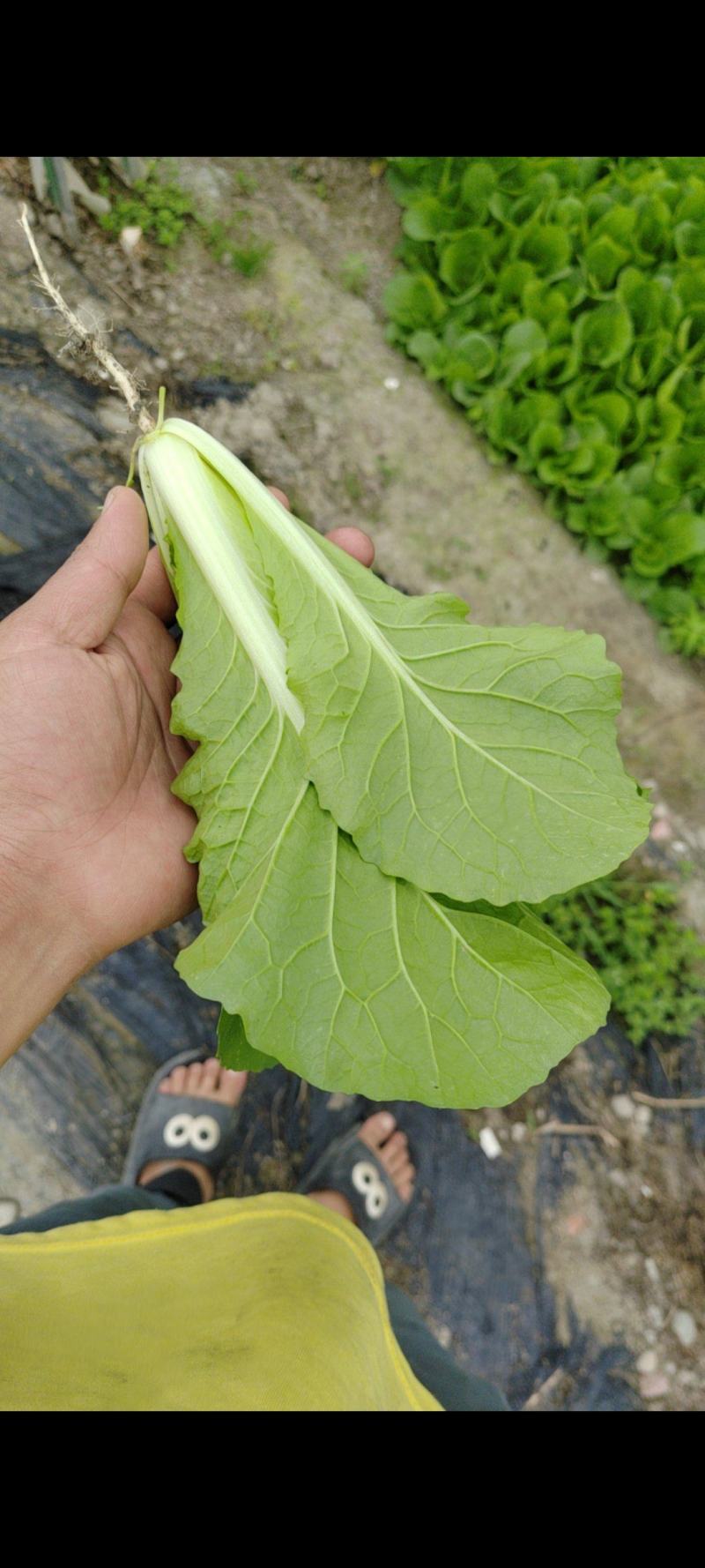 常年大量供应小白菜