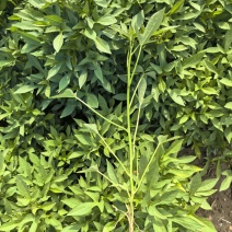 徐紫8紫薯苗大量供应基地直发可视频看货欢迎咨询