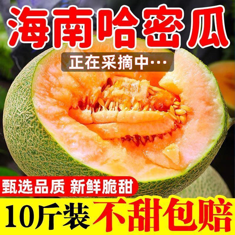 【甜蜜多汁】海南哈密瓜孕妇新鲜水果玫珑瓜西州蜜瓜网纹瓜批