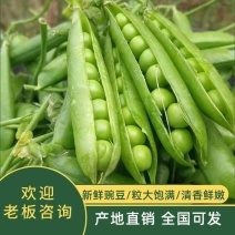 湖北豌豆大量出货，质好价优，颗粒饱满