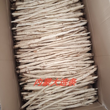 北沙参干大选条人工栽培