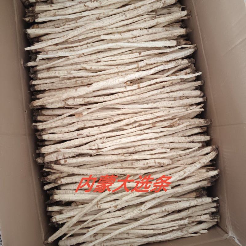 北沙参干大选条人工栽培