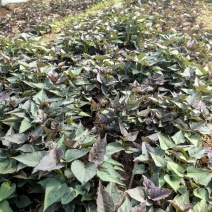 哈密红薯苗长期稳定供货可视频看货量大从优